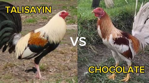 manok pang sabong|MGA KULAY NG MANOK NA NAG PAPANALO SA NEW MOON .